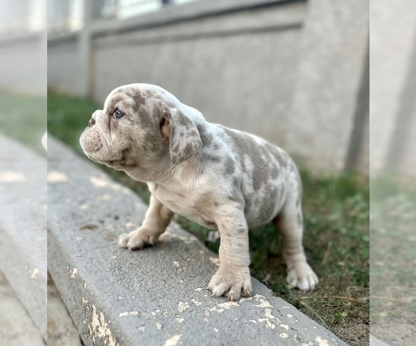 Medium Photo #4 English Bulldog Puppy For Sale in UNIVERSAL CITY, CA, USA