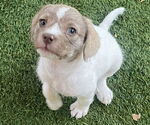 Small #9 Mutt