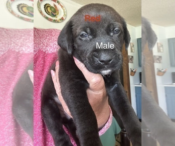 Medium Photo #9 Golden Retriever-Unknown Mix Puppy For Sale in MARION, IN, USA