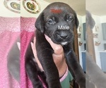 Small #8 Golden Retriever Mix