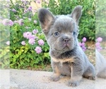 Small Photo #2 French Bulldog Puppy For Sale in LAS VEGAS, NV, USA