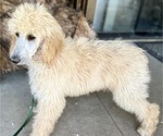 Small Photo #3 Poodle (Standard) Puppy For Sale in PASO ROBLES, CA, USA