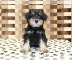 Small #2 Schnauzer (Miniature)