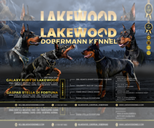 Doberman Pinscher Puppy for sale in FORT LAUDERDALE, FL, USA