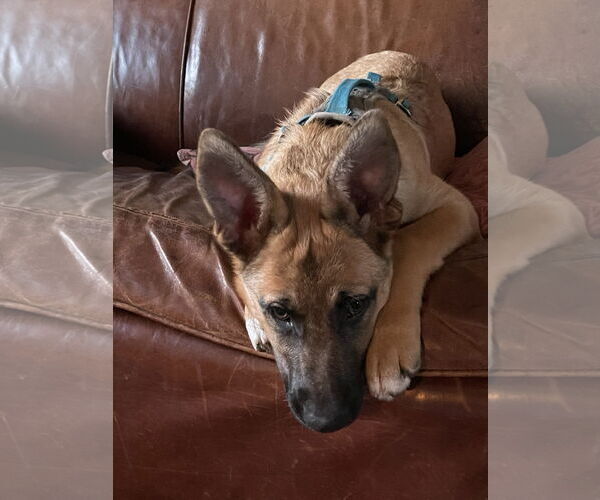 Medium Photo #4 German Shepherd Dog Puppy For Sale in Seattle, WA, USA
