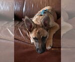 Small #3 German Shepherd Dog