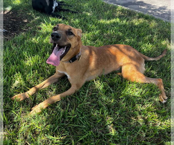 Medium Photo #4 Australian Kelpie-Unknown Mix Puppy For Sale in HOUSTON, TX, USA