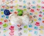 Small #10 Shih Tzu