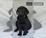 Image preview for Ad Listing. Nickname: Jewel