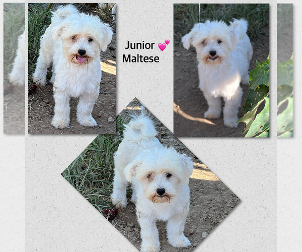 Medium Photo #1 Maltipoo Puppy For Sale in LANCASTER, KY, USA