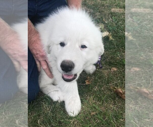 Medium Photo #4 Great Pyrenees Puppy For Sale in OTTUMWA, IA, USA