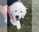Small Photo #4 Great Pyrenees Puppy For Sale in OTTUMWA, IA, USA