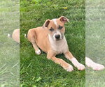 Small #11 Mutt