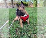 Small Photo #6 French Bulldog Puppy For Sale in TAMPA, FL, USA