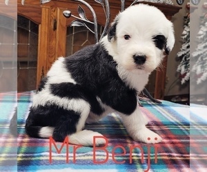 Sheepadoodle Puppy for Sale in GOLDEN CITY, Missouri USA