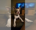 Small Photo #1 Boston Terrier Puppy For Sale in GENOA, NE, USA