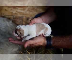 Great Pyrenees Puppy for sale in BOONE, IA, USA