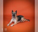 Small #1 German Shepherd Dog