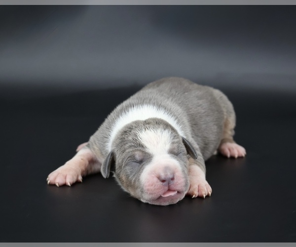 Medium Photo #1 American Bully Puppy For Sale in CHAMPAIGN, IL, USA
