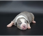 Image preview for Ad Listing. Nickname: Grizz