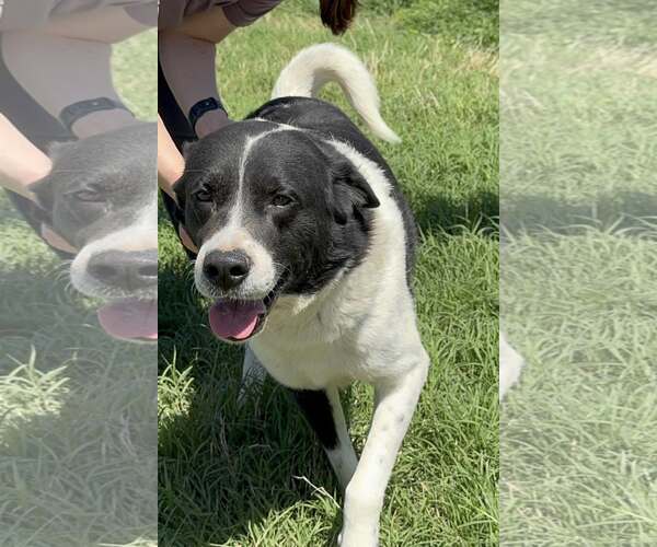 Medium Photo #3 Border Collie-Unknown Mix Puppy For Sale in Winter Park, CO, USA