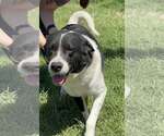 Small #2 Border Collie Mix