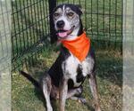 Small American Staffordshire Terrier Mix