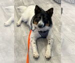 Small #2 Border Collie Mix
