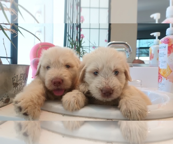 Medium Photo #7 Labradoodle Puppy For Sale in DIXON, CA, USA