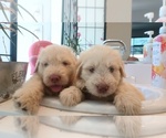 Small #6 Labradoodle
