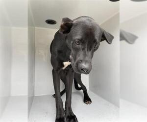 Labrador Retriever-Unknown Mix Dogs for adoption in Houston, TX, USA