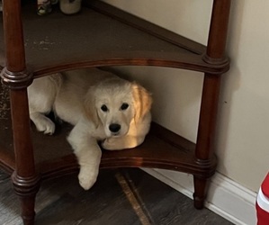 Golden Retriever Puppy for sale in MARMORA, NJ, USA