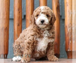Goldendoodle (Miniature) Puppy for sale in ELKHART, IN, USA