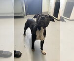 DOCTOR DROOLIUS - Male American Pit Bull Terrier Dog for Adoption - Small photo