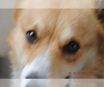 Small Photo #1 Pembroke Welsh Corgi Puppy For Sale in FALLS CITY, OR, USA