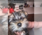 Small Photo #2 Yorkshire Terrier Puppy For Sale in TSN, AZ, USA