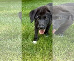 Small #2 Australian Shepherd Mix