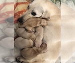 Small Photo #5 Dachshund Puppy For Sale in CHARLOTTESVILLE, VA, USA