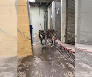 Mutt Dogs for adoption in Stockton, CA, USA