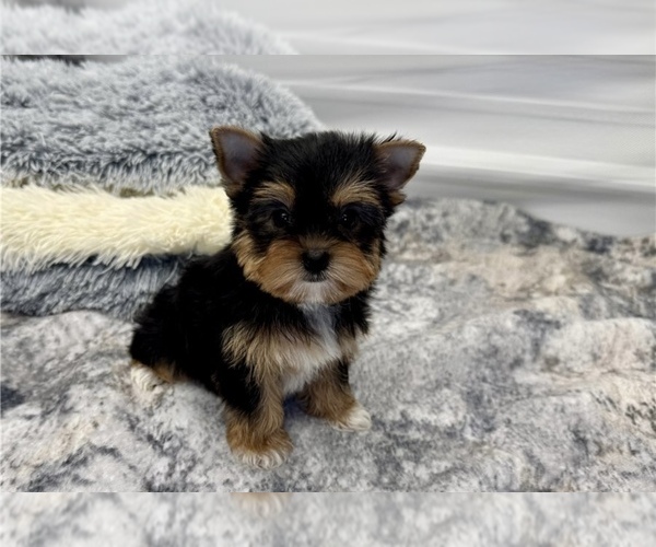 Medium Photo #1 Yorkshire Terrier Puppy For Sale in CHARLESTON, WV, USA
