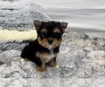 Dusk - Female Yorkshire Terrier Puppy for Sale - Small photo