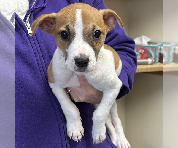 Medium Photo #2 Feist Terrier-Jack Russell Terrier Mix Puppy For Sale in Batavia, OH, USA