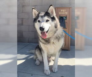 Siberian Husky Dogs for adoption in Salinas, CA, USA