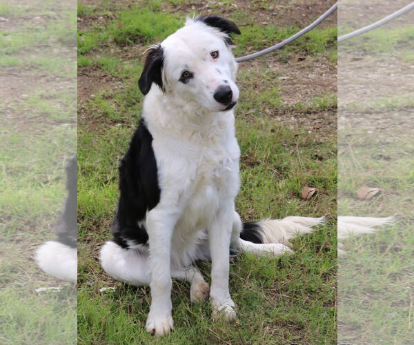 Medium Photo #3 Borador Puppy For Sale in Bandera, TX, USA