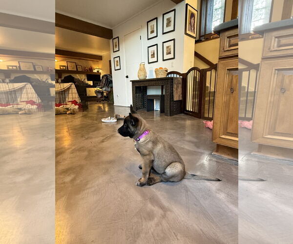 Medium Photo #3 German Shepherd Dog Puppy For Sale in Seattle, WA, USA