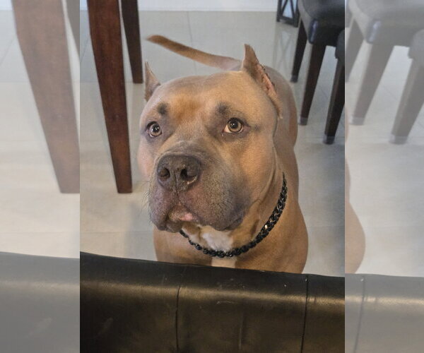 Medium Photo #1 American Staffordshire Terrier Puppy For Sale in Miami, FL, USA