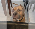 COURTESY POST: Bane - Male American Staffordshire Terrier Dog for Adoption - Small photo