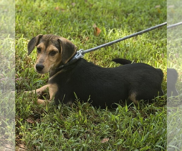 Medium Photo #2 Beagle Puppy For Sale in Yardley, PA, USA