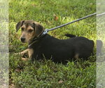 Small Photo #2 Beagle Puppy For Sale in Yardley, PA, USA