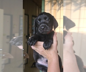 Labrador Retriever Puppy for sale in LOVELADY, TX, USA